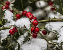 winter berries (Ilex) by Dietmar Wolf