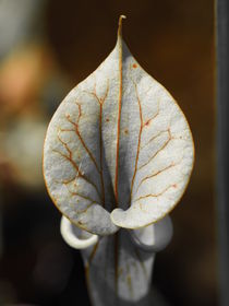 Fleischfressende Pflanze Sarracenia by Sabine Seiter