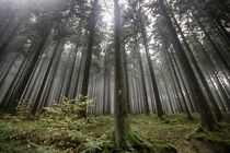 Der Wald by freakarellasfotografie