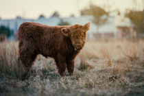 Baby Cow von starcy