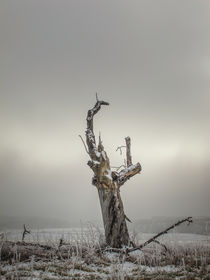 Abgestorbener Baum im Nebel bei Stockach im Hegau by Christine Horn