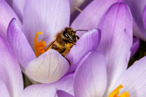 Biene auf einer Krokusblüte by Mario Hommes