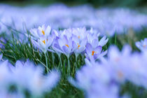 Krokusblüten von Mario Hommes