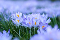 Krokusblüten von Mario Hommes