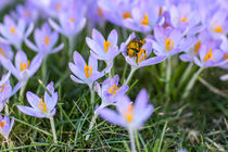 Biene auf einer Krokusblüte by Mario Hommes