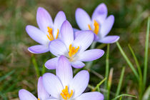 Krokusblüten von Mario Hommes