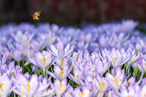 Biene mit Krokusblüten von Mario Hommes