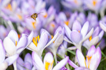 Biene mit Krokusblüten von Mario Hommes