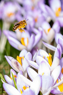 Biene mit Krokusblüten by Mario Hommes