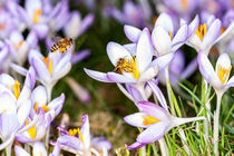 Biene auf Krokus von Mario Hommes