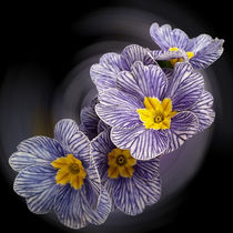 Primrose  flowers by feiermar