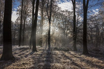 Gegenlicht im Wald von Thomas Schulz