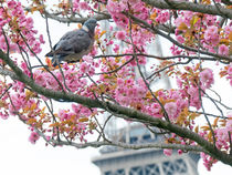 Pigeon and cherry blossoms by Kamala Bright