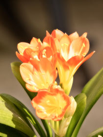 Enigmatic clivia von Henry Selchow