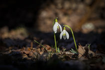 Schneeglöckchen im Licht von Thomas Schulz