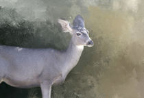 Graceful Mule Deer by Elisabeth  Lucas