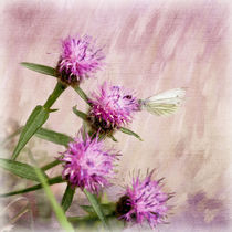 Large White on Knapweed Flowers by Liz Alderdice