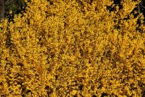 Forsythienbusch in voller Blüte  by assy