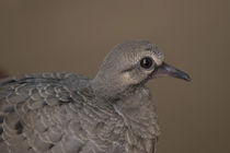 Juvenile Mourning Dove by Elisabeth  Lucas