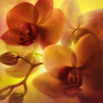 Orchideen by Annette Schmucker