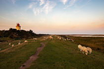 Schafe auf Deich mit Leuchtturm von Björn Knauf