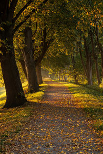 Wanderweg mit Bäumen by Björn Knauf