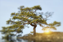 Baum mit strahlender Kraft im Sonnenuntergang von fraenks