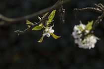 Kirschblüte by Petra Dreiling-Schewe