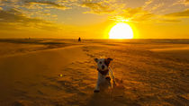 Sunset Dog von Timo Stollberg