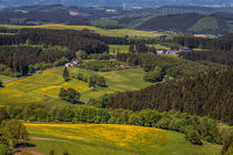 Wildewiese von Simone Rein