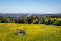 Wildewiese von Simone Rein