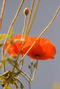 Mohn by Andreas Rohrer