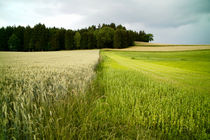 Getreidefelder am Wald von smk