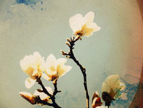 Magnolia Aquarell von vogtart