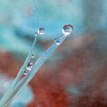 Drops by Rosina Schneider