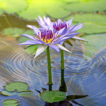 Seerosen-Blüten, waterlily, Lotus, Spa von Dagmar Laimgruber