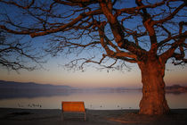 Platane an der Radolfzeller Mole im Morgenlicht - Bodensee by Christine Horn