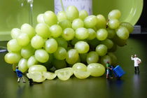 Weintrauben von maja-310