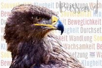 Bussard - Wachsamer Wächter von Astrid Ryzek