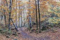 Looking for The Right Path (Fageda d’en Jordà, Catalonia) von Marc Garrido Clotet