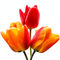 3-tulips
