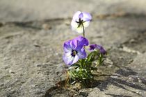 Guerilla Gardening by Photo-Art Gabi Lahl