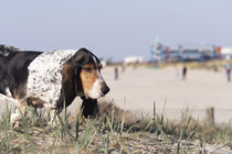 Ein Tag am Strand / 1 von Heidi Bollich