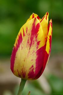 Tulpe-2019-3 by maja-310