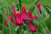 Tulpe-2019-5 by maja-310