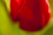 Tulpenblüte Farbspiel by Petra Dreiling-Schewe