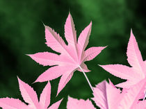Magenta leaf von erich-sacco