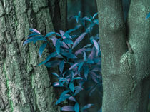 detail turquoise leaves between trunks von erich-sacco