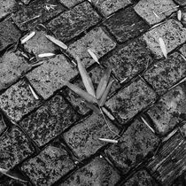 black and white bamboo leaf on the floor by erich-sacco