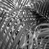 Coconut leaves by erich-sacco